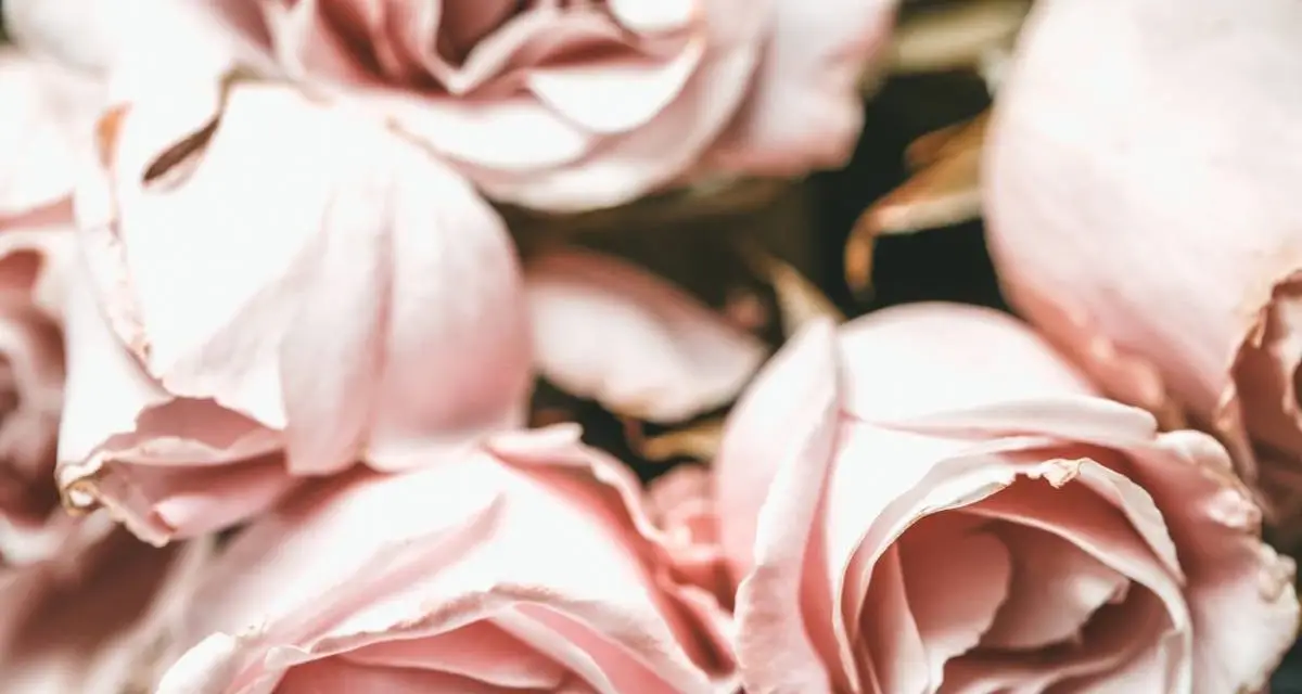 Roses originales : offrez la fleur parfaite à la mariée !